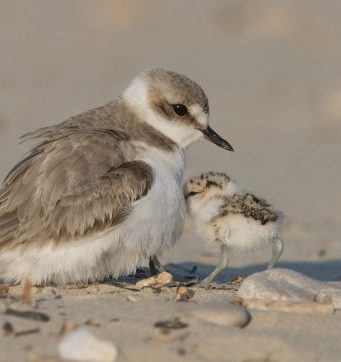 Shorebirds more likely to divorce after successful breeding