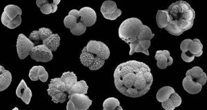 Study analyzes the impact of carbon dioxide on Earths climate 30 million years ago