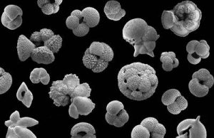 Study analyzes the impact of carbon dioxide on Earths climate 30 million years ago