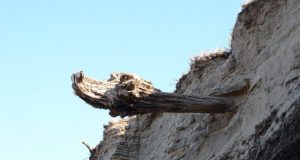 The testimony of trees How volcanic eruptions shaped 2000 years of world history