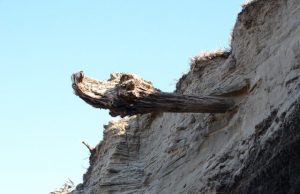 The testimony of trees How volcanic eruptions shaped 2000 years of world history