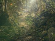 Tree planting has potential to increase carbon sequestration capacity