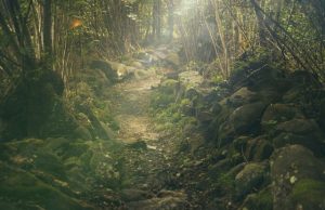 Tree planting has potential to increase carbon sequestration capacity