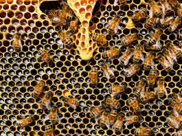 Two pesticides approved for use in US harmful to bees 1