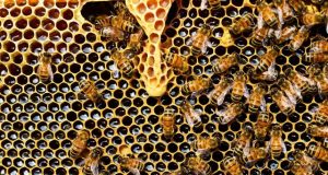 Two pesticides approved for use in US harmful to bees 1