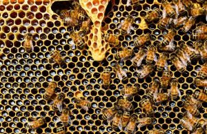Two pesticides approved for use in US harmful to bees 1
