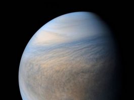 Venus might be habitable today if not for Jupiter