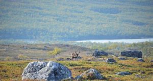 Warming temperatures are driving Arctic greening