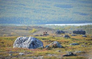 Warming temperatures are driving Arctic greening