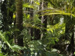 40 of Amazon could now exist as rainforest or savanna like ecosystems