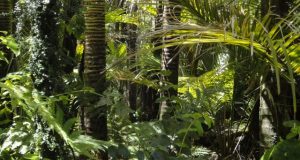 40 of Amazon could now exist as rainforest or savanna like ecosystems