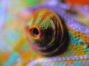 A flexible color changing film inspired by chameleon skin