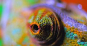 A flexible color changing film inspired by chameleon skin