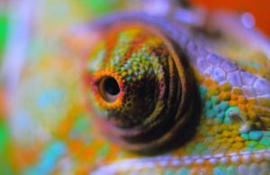 A flexible color changing film inspired by chameleon skin