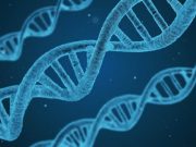 A newly discovered protein repairs DNA A newly discovered protein repairs DNA