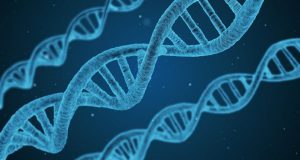 A newly discovered protein repairs DNA