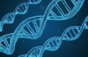 A newly discovered protein repairs DNA A newly discovered protein repairs DNA