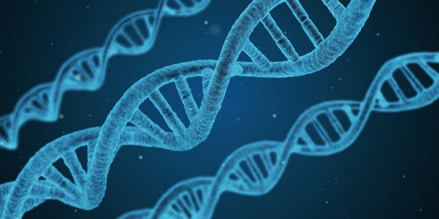 A newly discovered protein repairs DNA