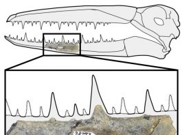 Antarctica yields oldest fossils of giant birds with 6.4 meter wingspans