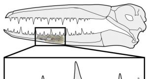 Antarctica yields oldest fossils of giant birds with 6.4 meter wingspans