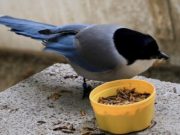Birds share food with less fortunate conspecifics
