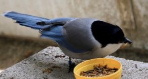 Birds share food with less fortunate conspecifics