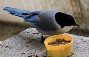 Birds share food with less fortunate conspecifics