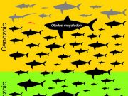 Body size of the extinct Megalodon indeed off the charts in the shark world