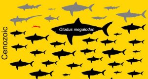 Body size of the extinct Megalodon indeed off the charts in the shark world