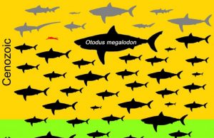 Body size of the extinct Megalodon indeed off the charts in the shark world