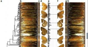 Butterfly color diversity due to female preferences