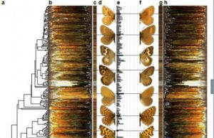 Butterfly color diversity due to female preferences