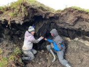 Coastal permafrost more susceptible to climate change than previously thought