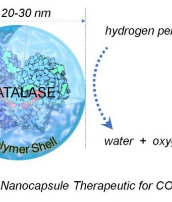 Common antioxidant enzyme may provide potential treatment for COVID 19