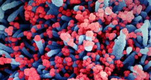 Coronaviruses are masters of mimicry new study finds