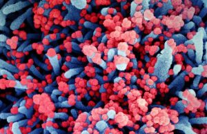 Coronaviruses are masters of mimicry new study finds