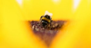 Current Chernobyl level radiation harmful to bees