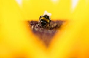 Current Chernobyl level radiation harmful to bees