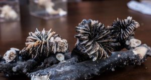 Deep sea corals reveal secrets of rapid carbon dioxide increase as the last ice age ended