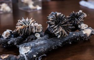 Deep-sea corals reveal secrets of rapid carbon dioxide increase as the last ice age ended Deep sea corals reveal secrets of rapid carbon dioxide increase as the last ice age ended