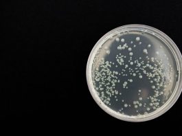 Drug resistant hospital bacteria persist even after deep cleaning