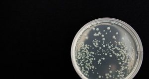 Drug resistant hospital bacteria persist even after deep cleaning