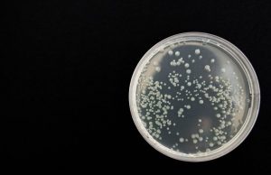 Drug resistant hospital bacteria persist even after deep cleaning