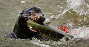 Early arriving endangered Chinook salmon take the brunt of sea lion predation