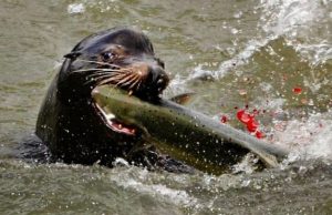 Early arriving endangered Chinook salmon take the brunt of sea lion predation