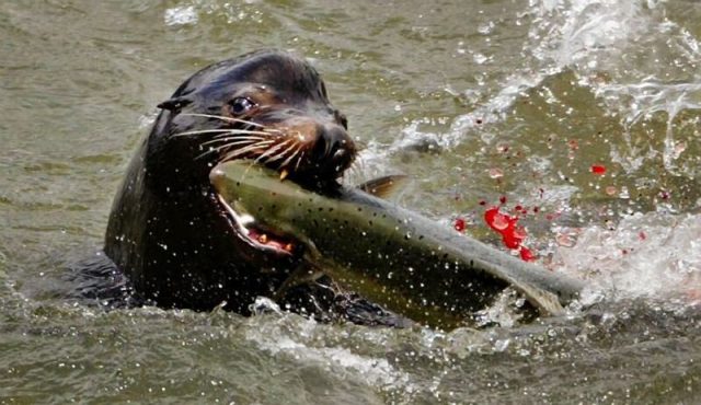 Early arriving endangered Chinook salmon take the brunt of sea lion predation