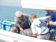 Endangered vaquita remain genetically healthy even in low numbers new analysis shows