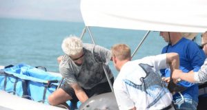 Endangered vaquita remain genetically healthy even in low numbers new analysis shows