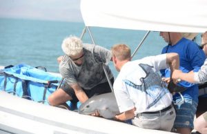 Endangered vaquita remain genetically healthy even in low numbers new analysis shows
