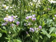 Evolution in action A new plant species in the Swiss Alps